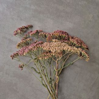 Achillea millefolium - bunch of 10 stems