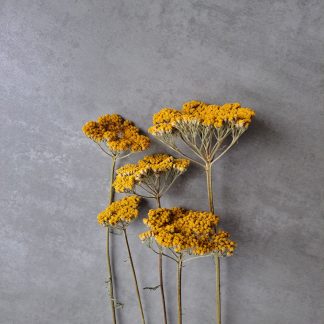 Achillea yellow - bunch of 5 stems