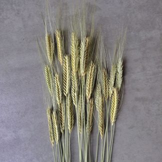 Barley - bunch of 25 stems