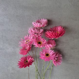 Helipterum pink - bunch of 10 stems