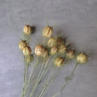 Nigella pods - bunch of 15 stems