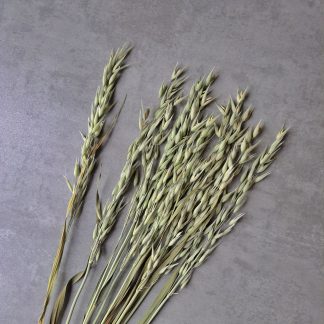 Oats - bunch of 10 stems