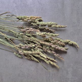 Orchard grass - bunch of 25 stems