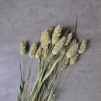 Phalaris - bunch of 20 stems