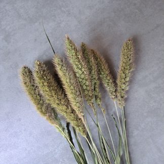 Setaria green - bunch of 10 stems