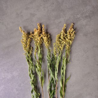 Solidago - bunch of 5 stems