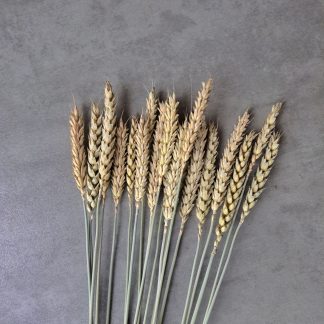 Wheat - bunch of 20 stems