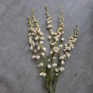 Larkspur white - bunch of 10 stems - OUT OF STOCK