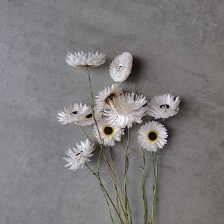 Helipterum white - bunch of 10 stems