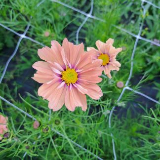 Cosmos Apricotta