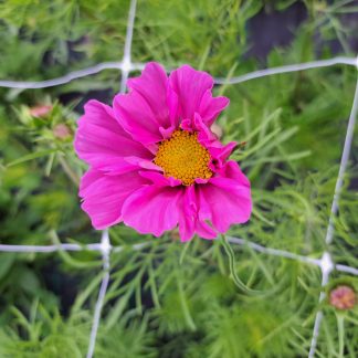 Cosmos Fizzy Pink