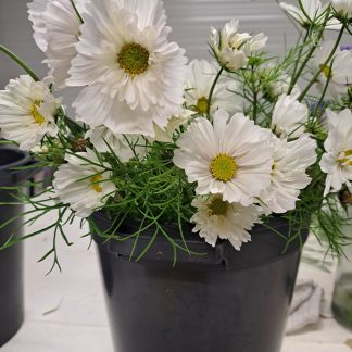 Cosmos Fizzy White