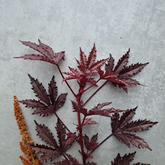 Hibiscus Mahogany Splendour