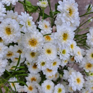 Feverfew Tetra White