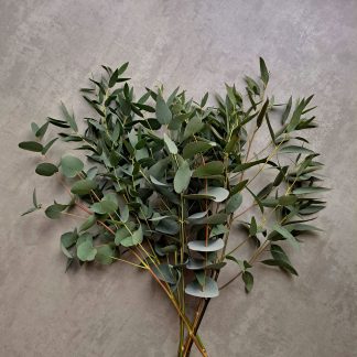 Fresh Eucalyptus bunch